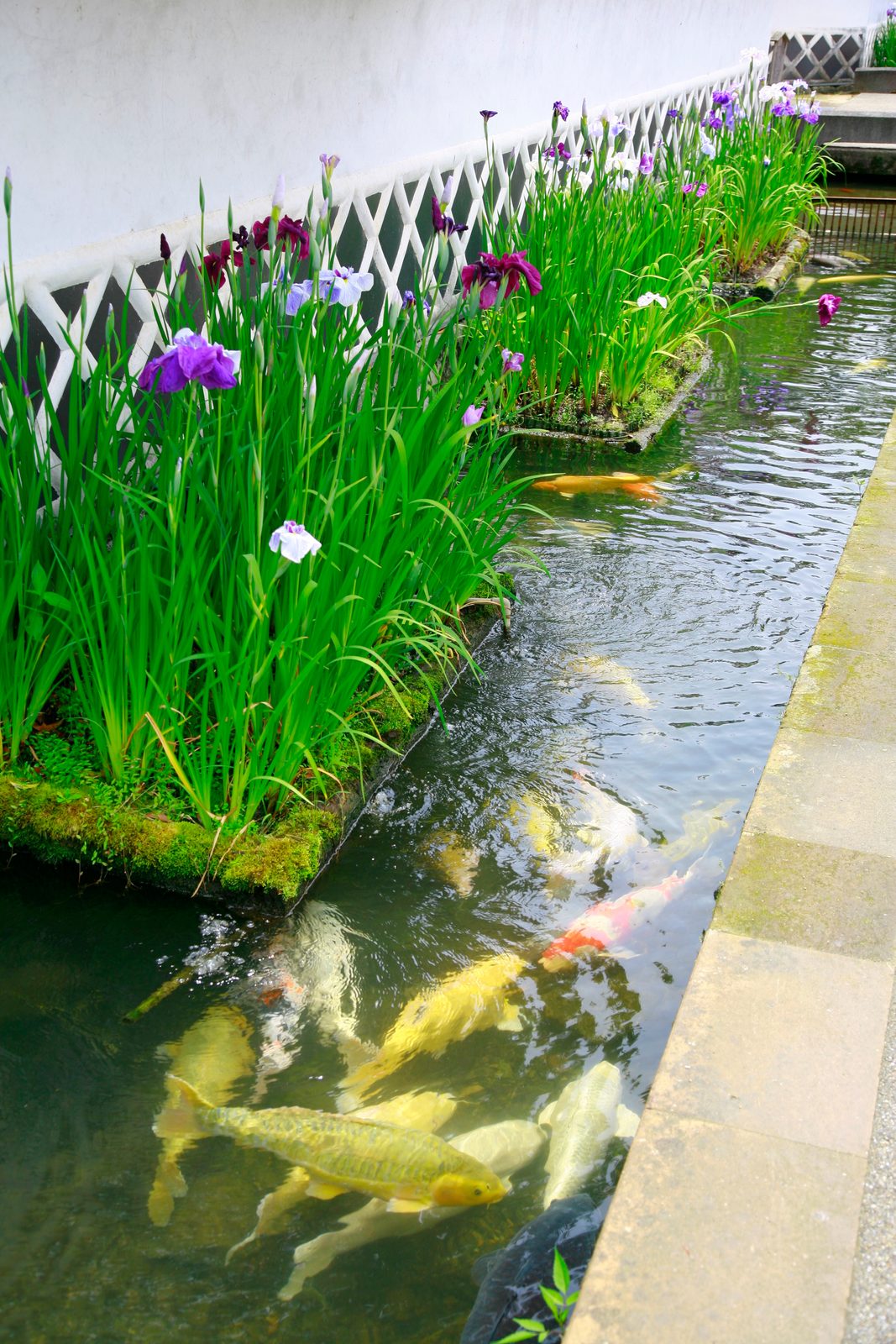 Purple and white irises bloom by a white lattice fence along the canal, where koi swim in the clear water.