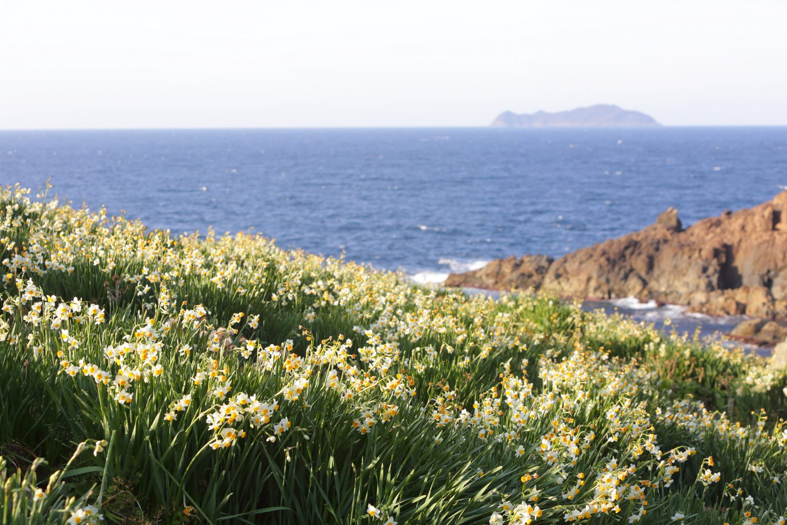 Daffodils blooming beside the Sea of Japan at Karaoto Daffodil Park in Masuda