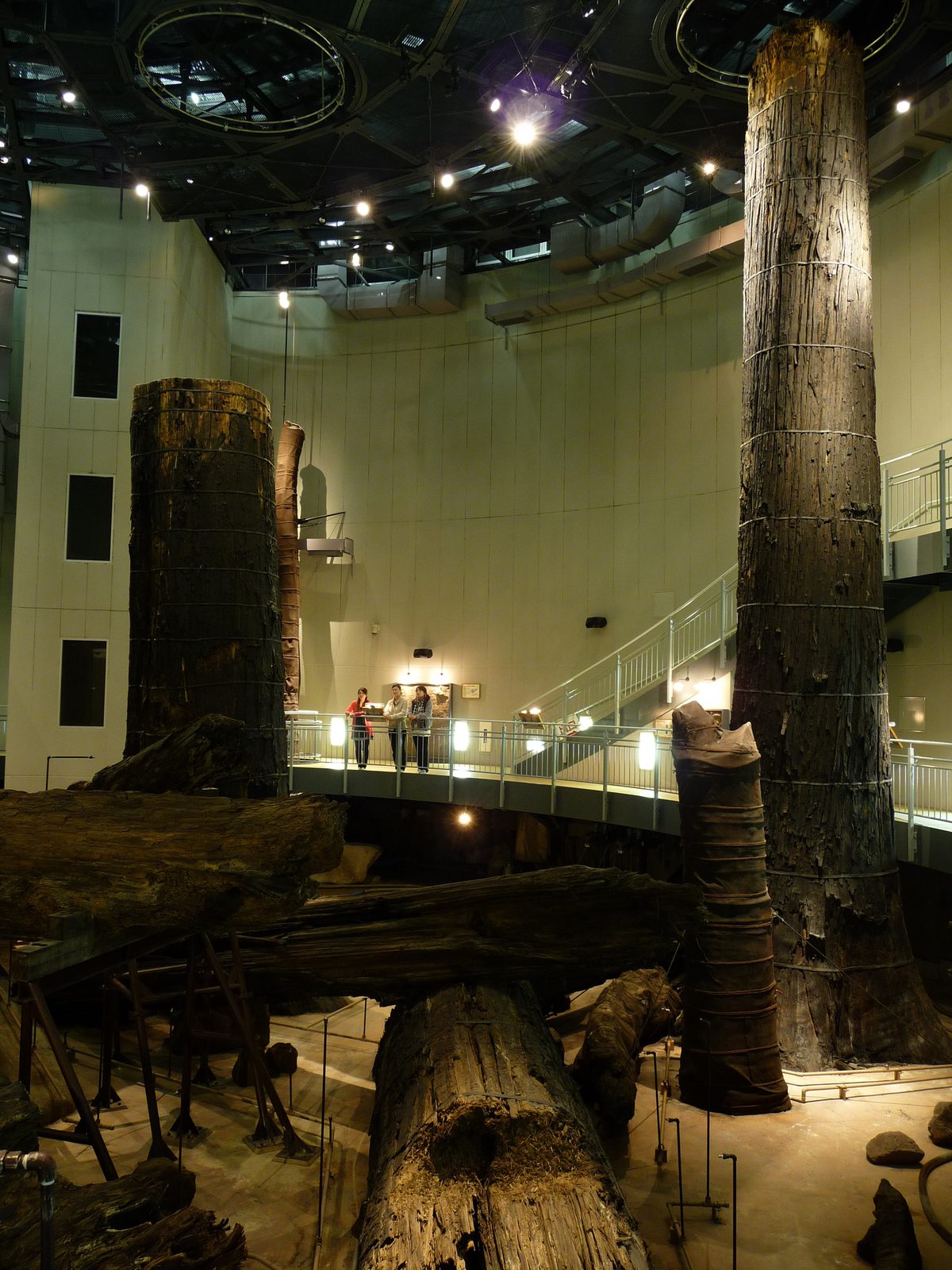 Ancient tree trunks standing upright in the excavation pit at the Sanbe Azukihara Buried Forest