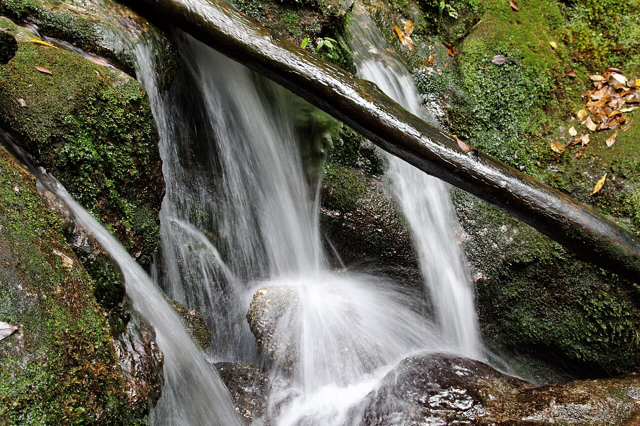 Moss-covered rocks and a stream in the Shiratani Unsuikyo ravine, Yakushima