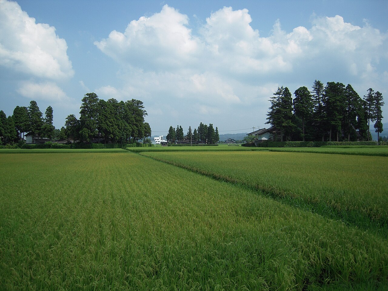 A green rice field under a blue sky with big white clouds and groves of tall trees around farmhouses on the horizon in the Tonami plain