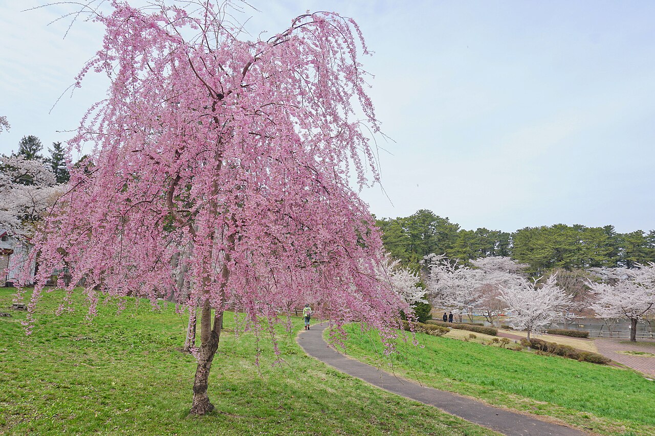 A weeping cherry tree in full pink bloom beside a footpath in Ashino Park, Kanagi