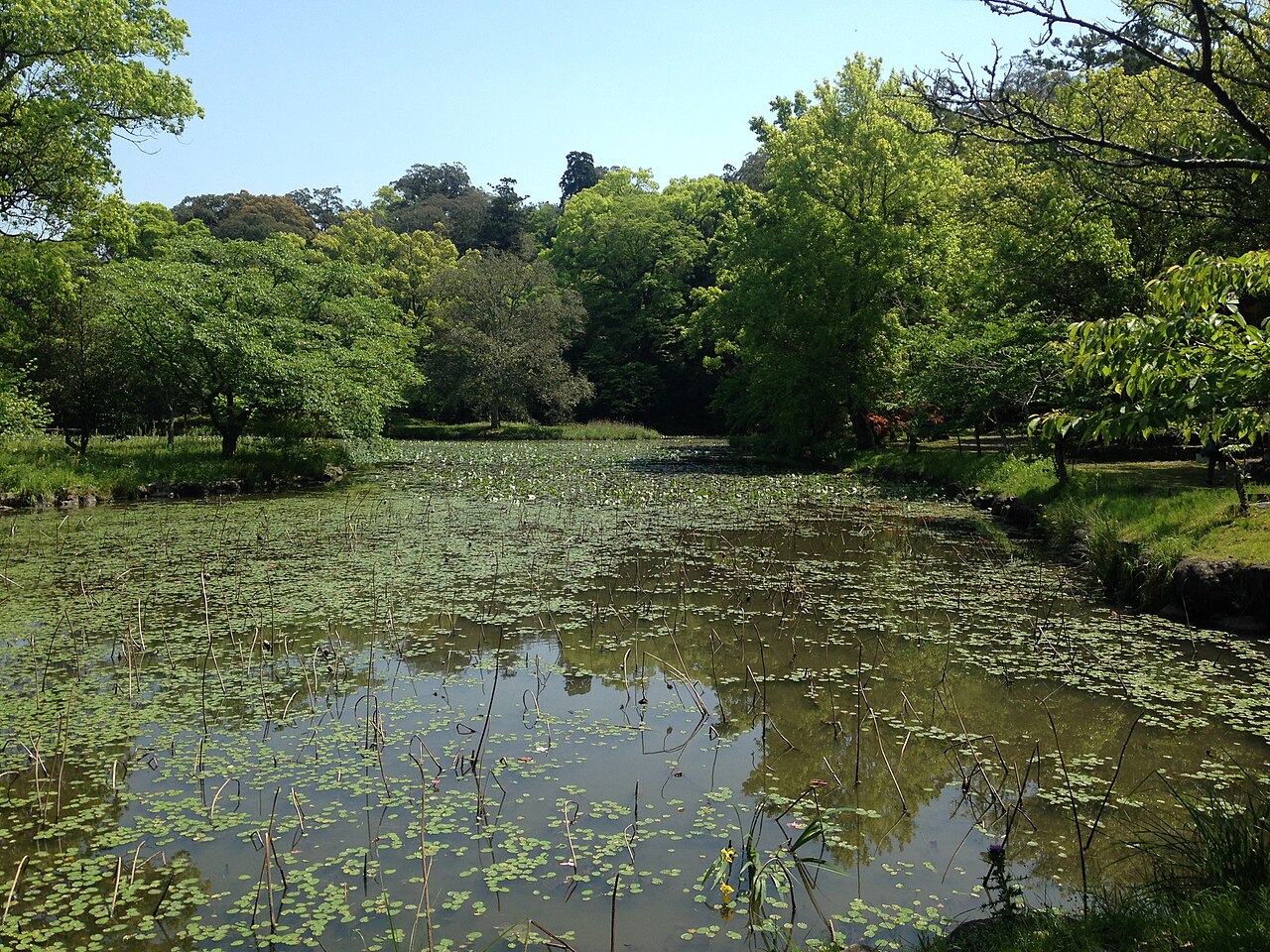 A still pond covered with floating leaves and thin reeds, bordered by fresh green trees under a clear blue sky, with a grassy bank on the right.