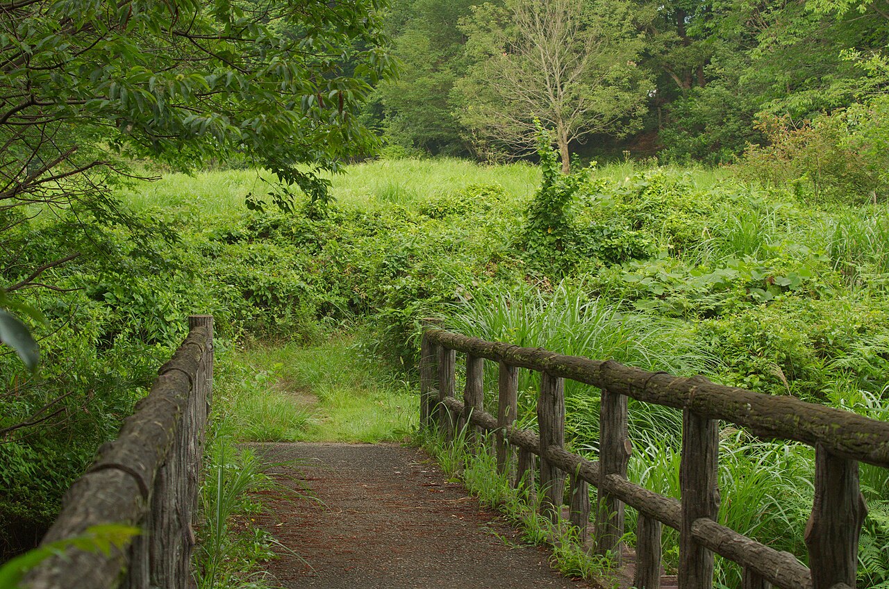 A gravel path with a log railing runs along grassy earthwork embankments at the Sugaya-yakata castle site in Ranzan, hemmed in by dense summer woodland.
