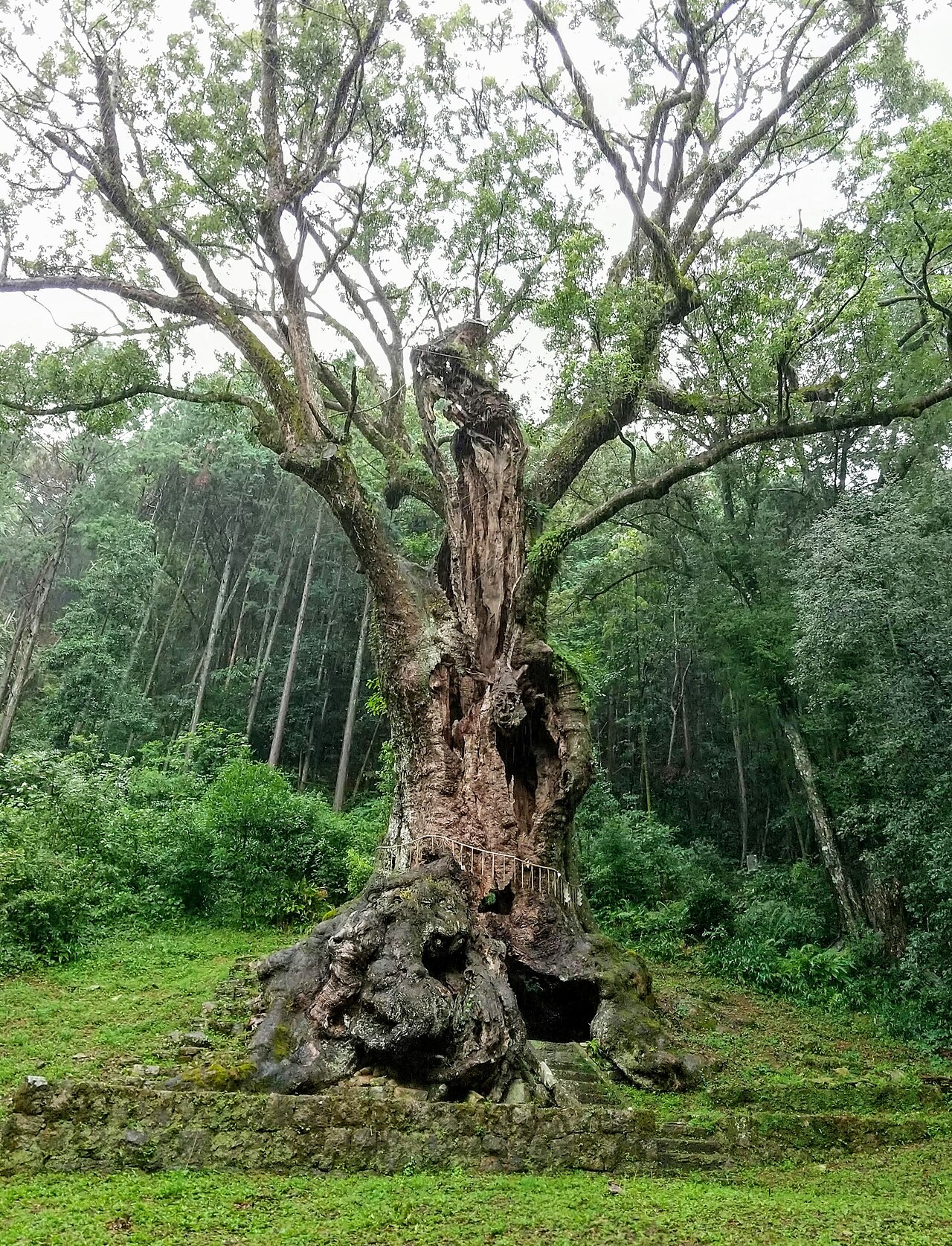 The great camphor of Takeo Shrine, its hollowed trunk rising above mossy roots and a stone approach