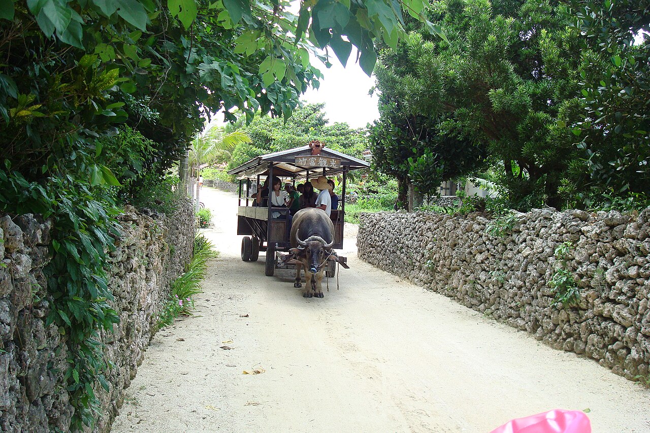 A water buffalo pulling a covered cart along a white sand lane between low coral stone walls on Taketomi