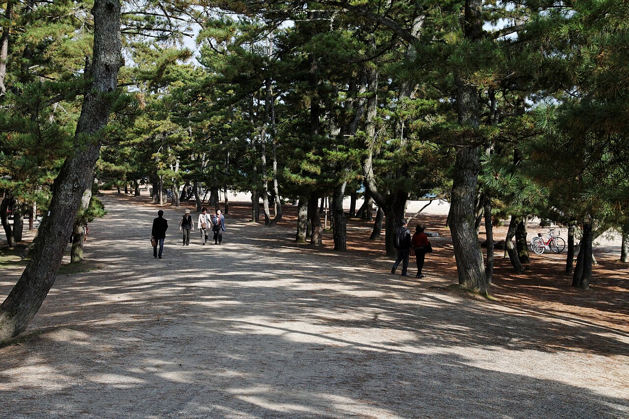 Walkers on a wide sandy path under tall pine trees on the Amanohashidate sandbar