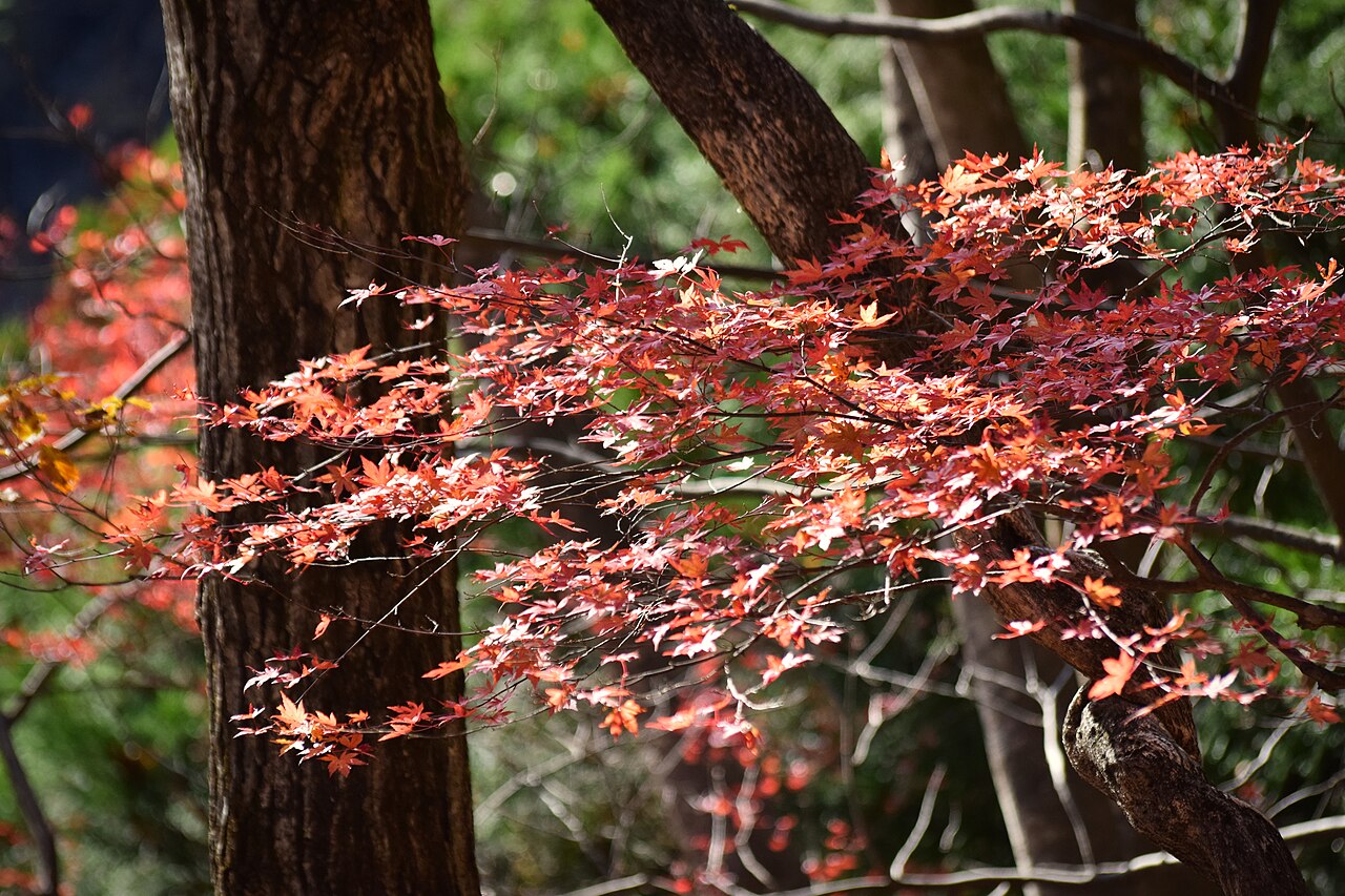 Red and orange maple leaves lit by sunlight in the woods of Okutama.
