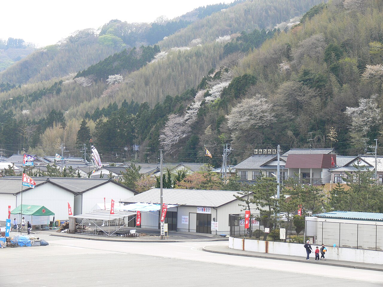 Houses along the harbor front, wild cherry blossoms on the slope above, and a banner for wappa-ni.