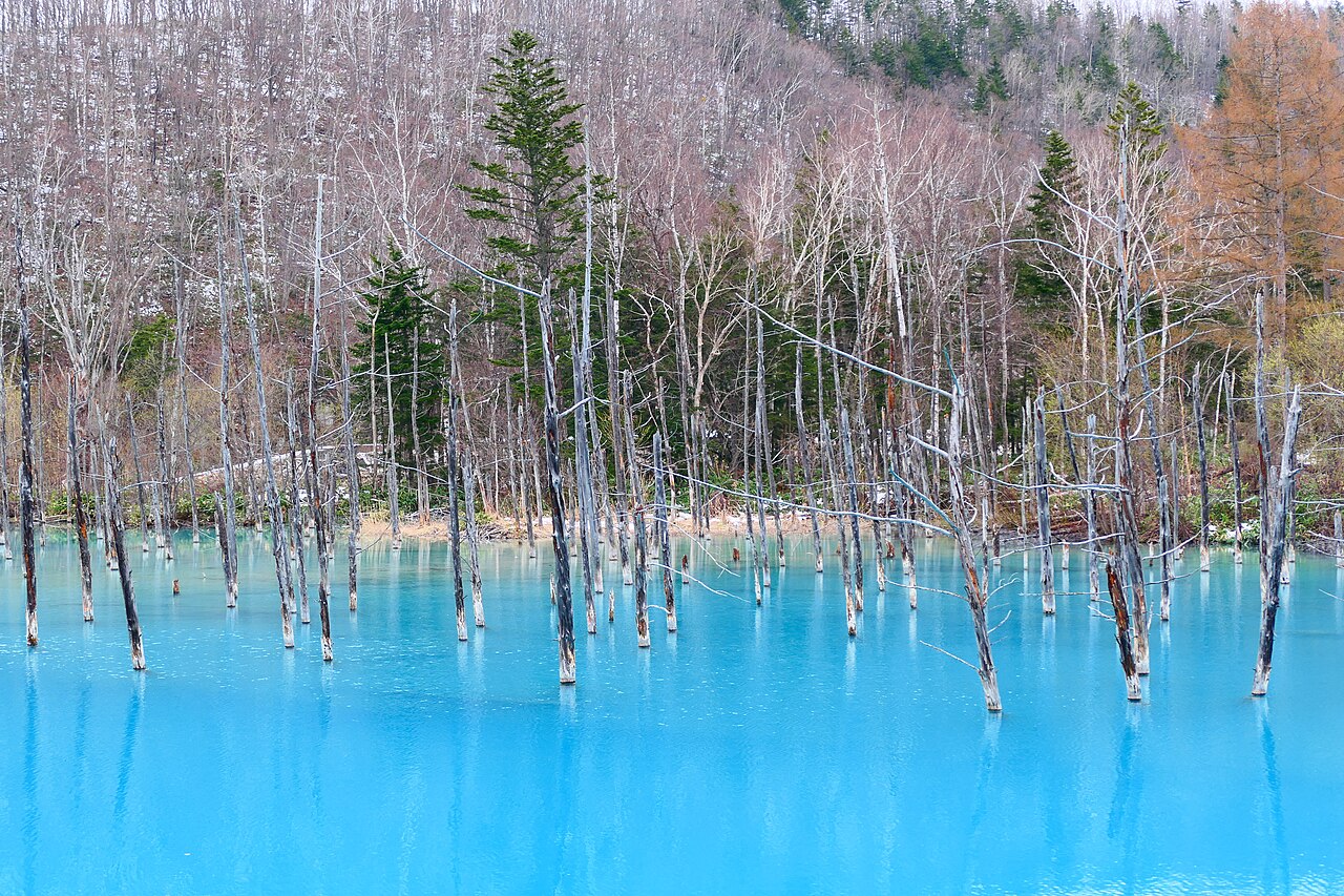 The turquoise Blue Pond in Biei with pale bare tree trunks standing in the water and trees on the hillside behind