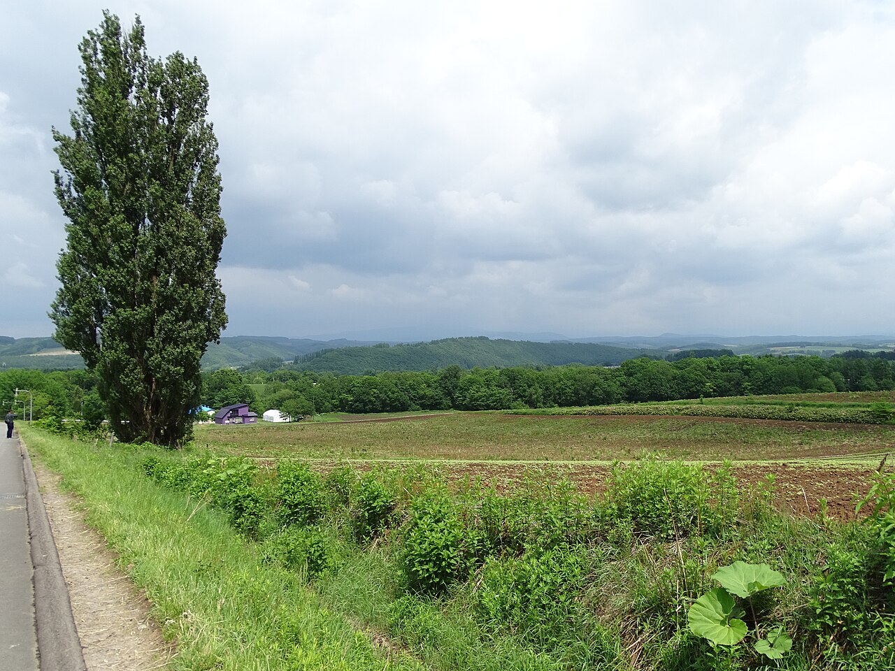 A tall poplar standing alone beside a path and green fields in Biei under a cloudy sky