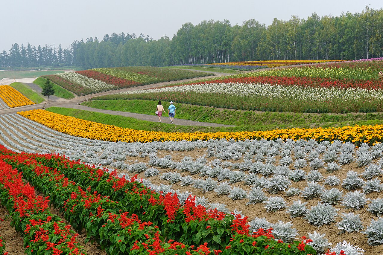 Bands of red, yellow and silver flowers on a gently sloping hill at Shikisai no Oka in Biei