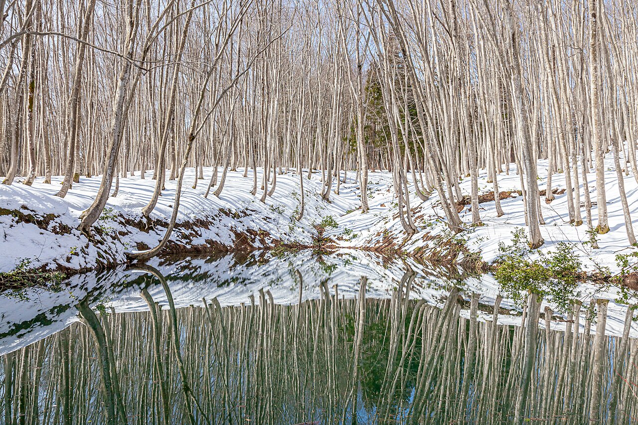 Bare beech trunks in melting snow beside a pond at Bijinbayashi