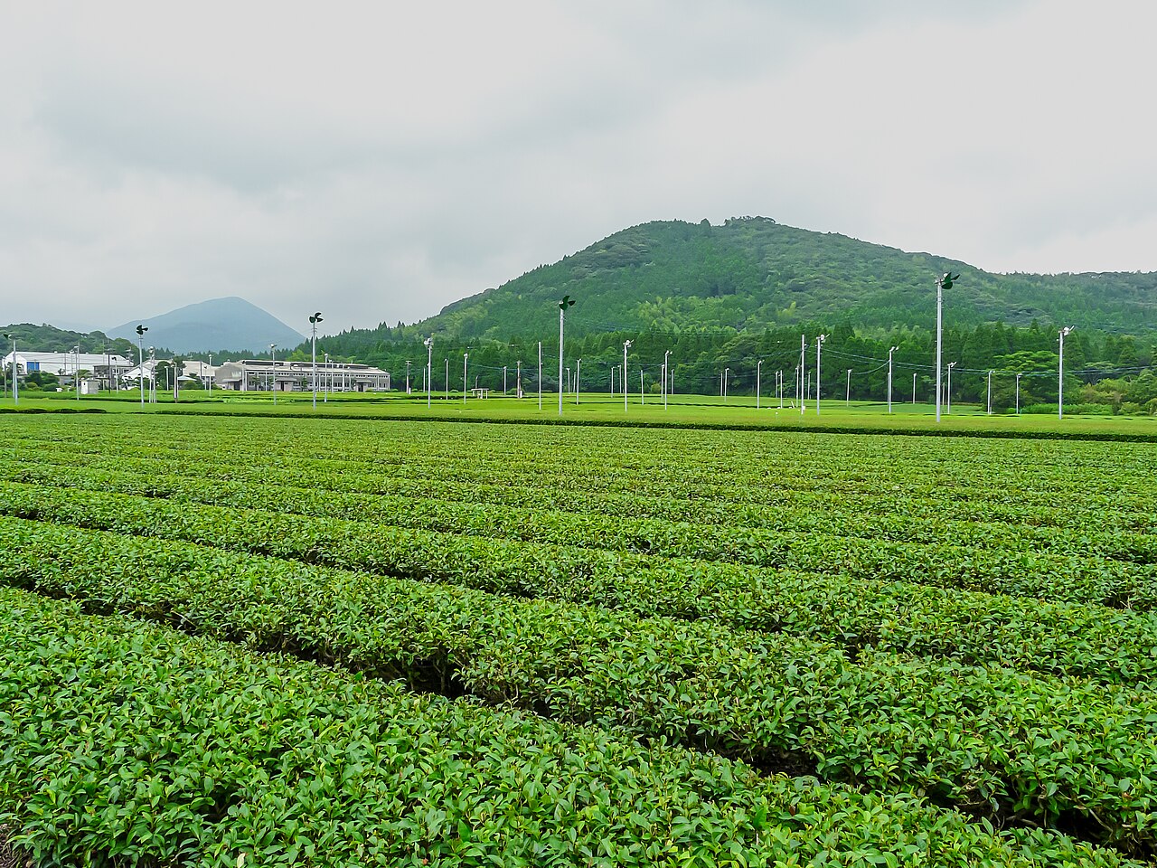 Neat rows of a tea plantation stretching toward wooded hills near Chiran, under an overcast sky.