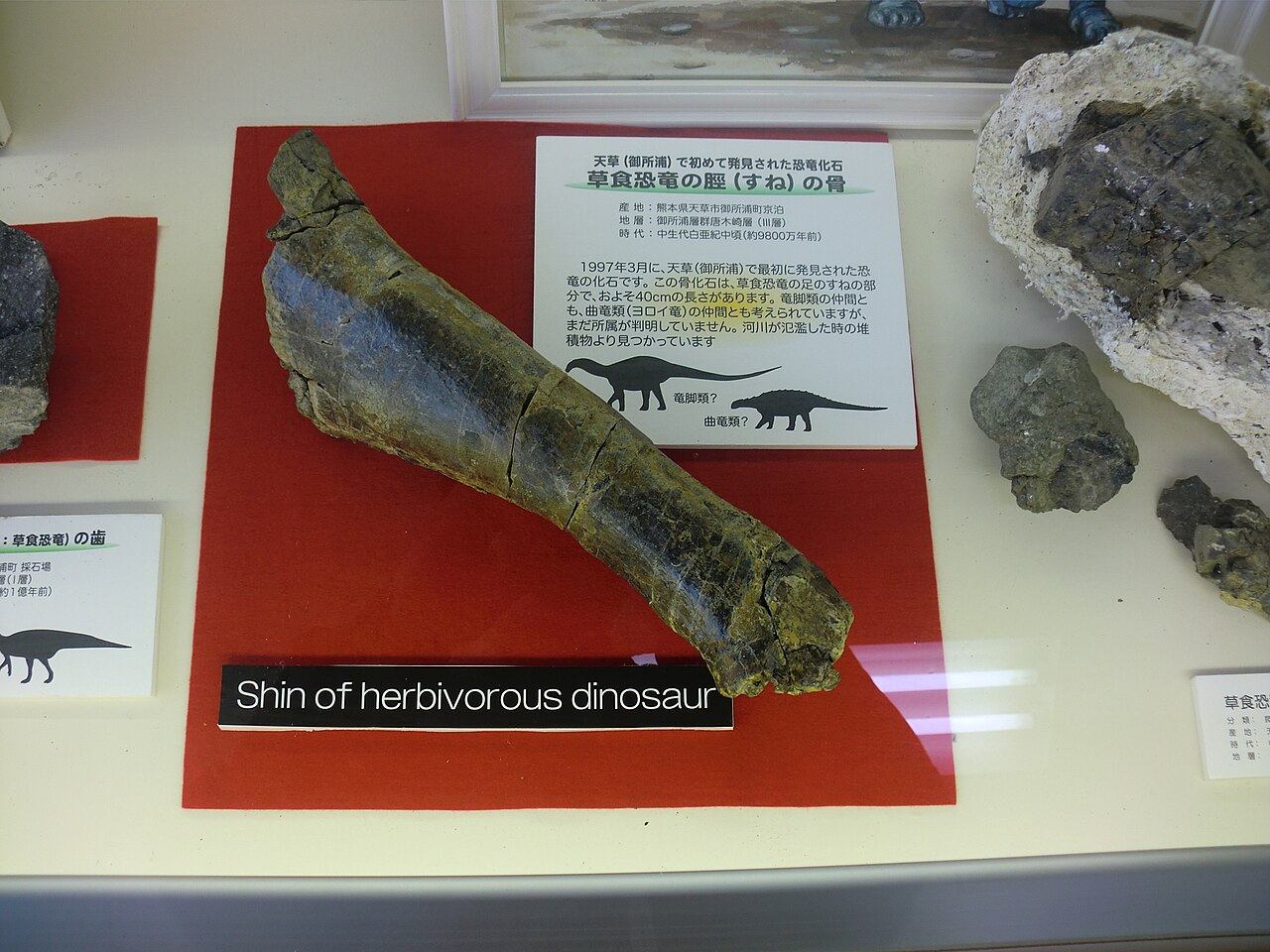 A fossilized dinosaur shin bone lies on red cloth in a museum display case, labelled 'Shin of herbivorous dinosaur'.