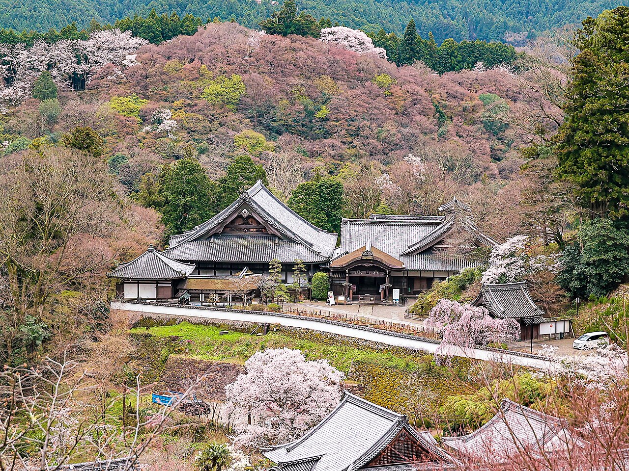 The Honbo buildings of Hasedera on a hillside covered with cherry blossoms