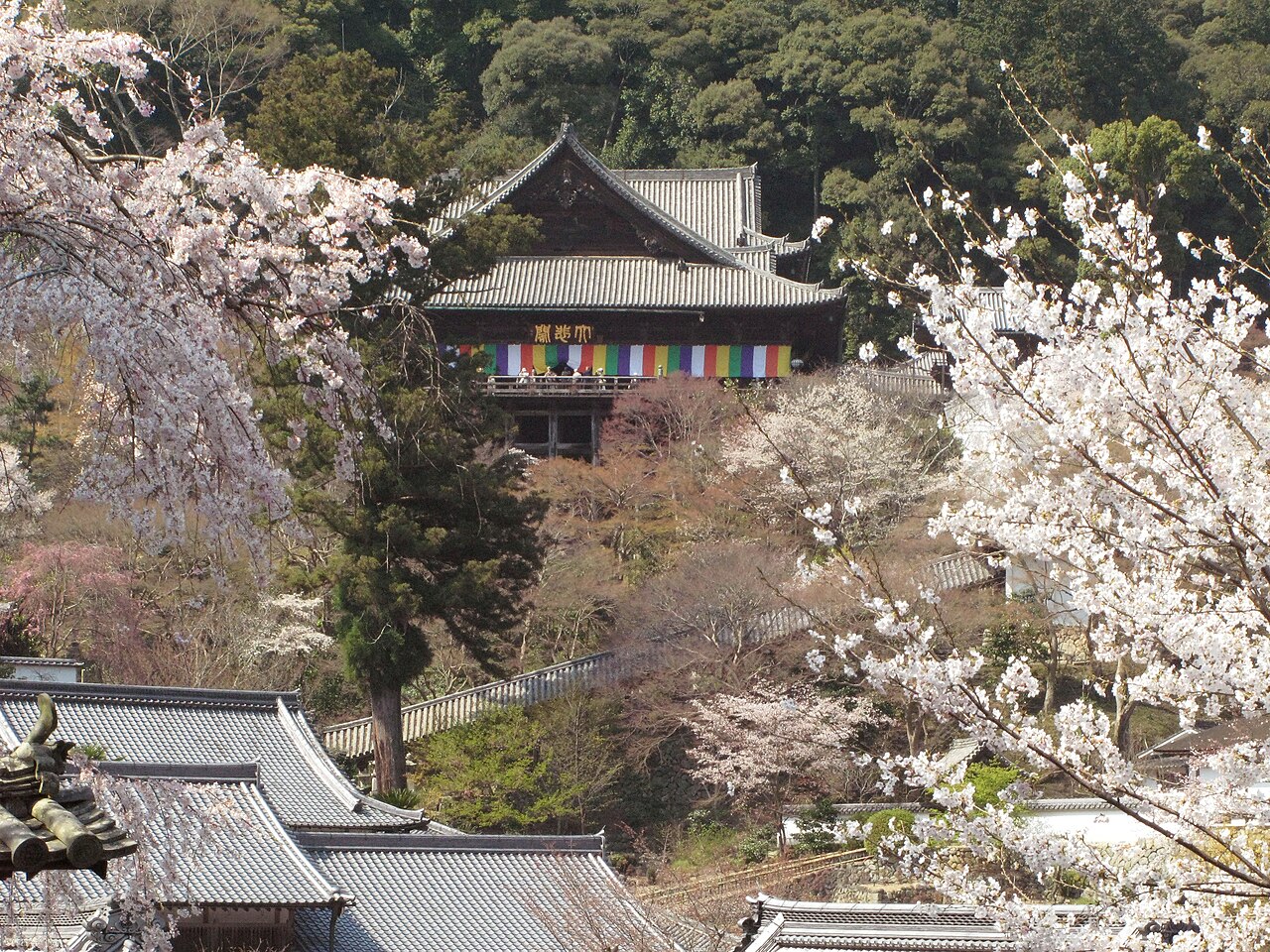 The main hall of Hasedera seen across cherry trees in bloom