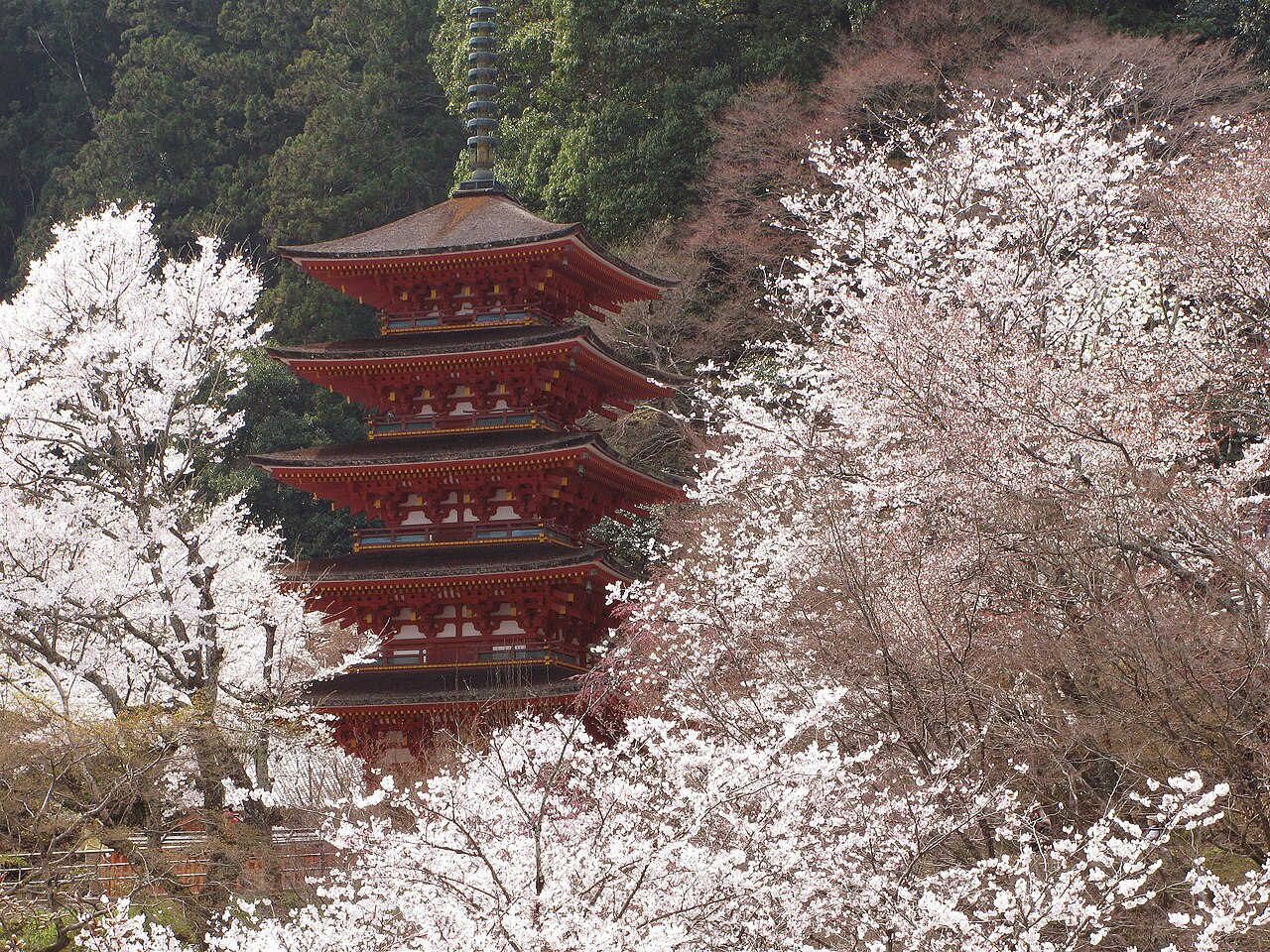 The red five-storied pagoda of Hasedera among cherry blossoms