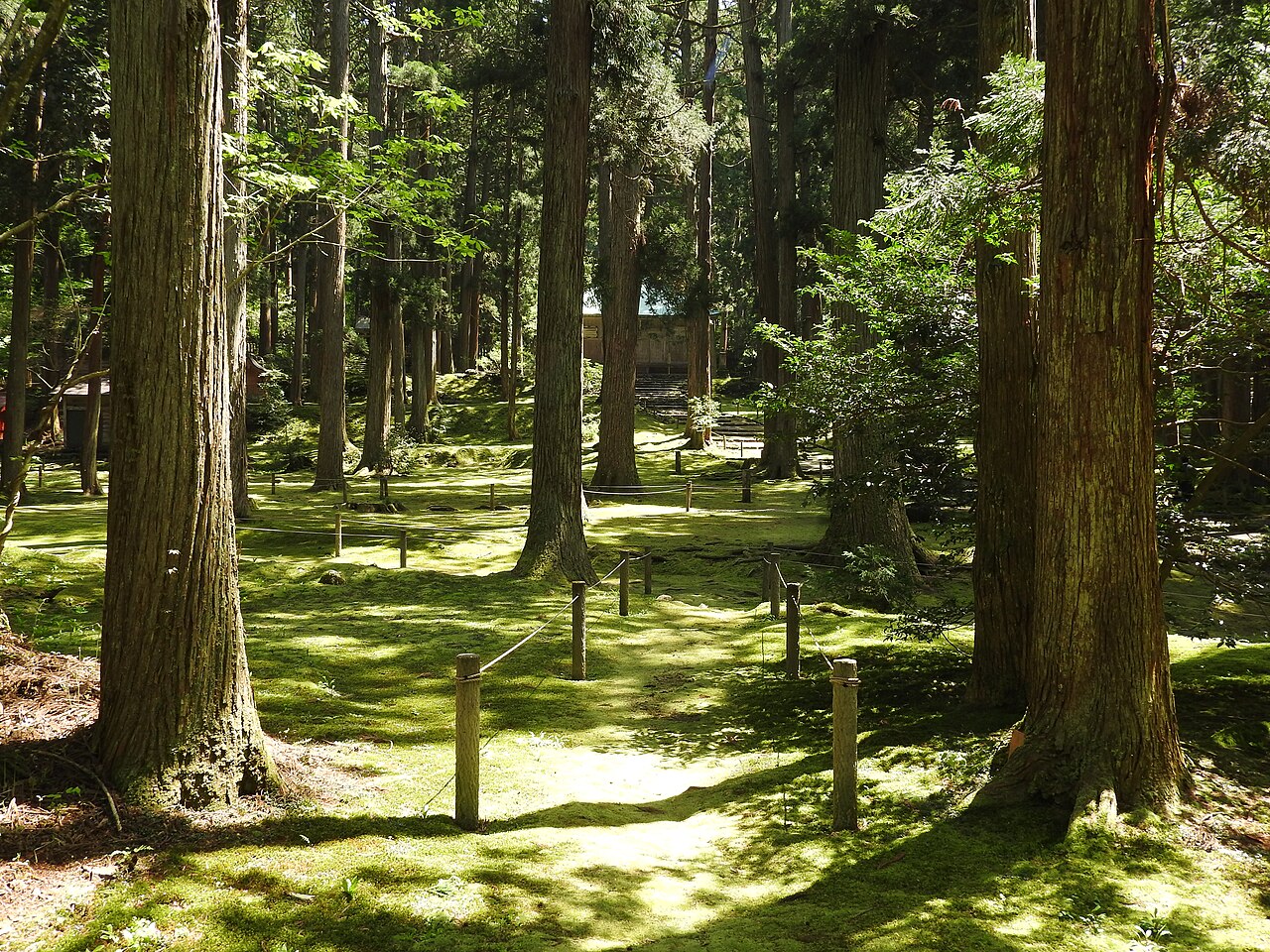 Moss and cedar trunks at Heisenji Hakusan Shrine