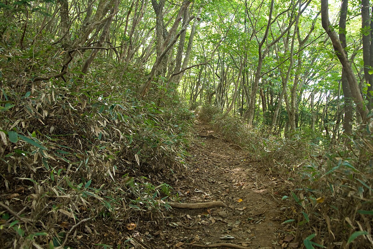 A narrow earth trail winding uphill through bamboo grass and thin broadleaf trees on Mount Tsukuba.