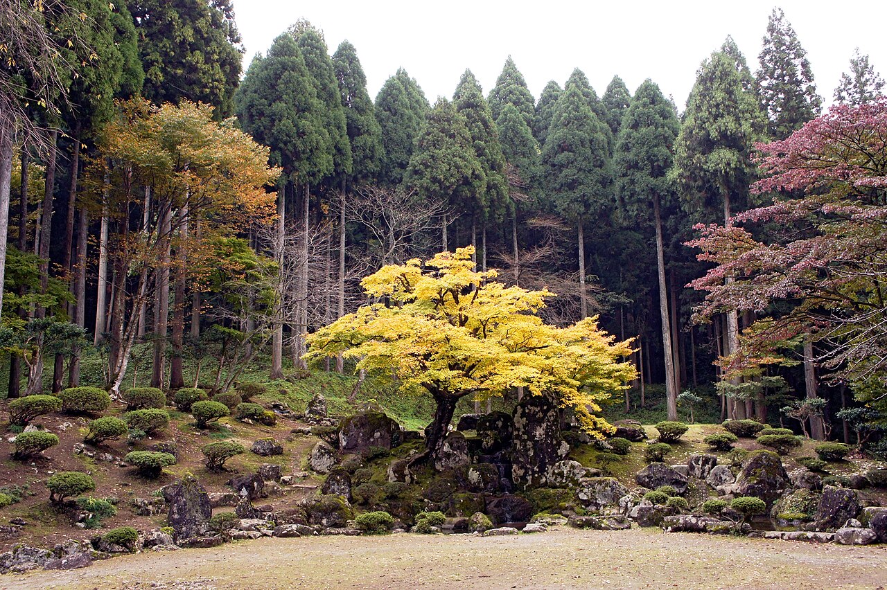 The garden at the Suwa residence site in Ichijodani, a yellow maple at the centre of moss-covered rockwork with a wall of cedar behind