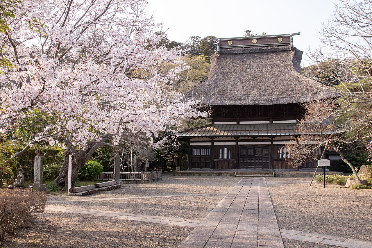 The thatched main hall of a temple at the end of a stone-paved path, with a cherry tree in full bloom on the left