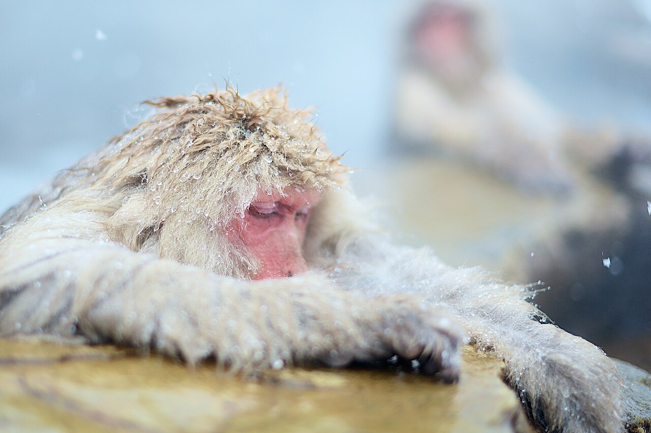 A Japanese macaque with snow-frosted fur rests its arms on the edge of a hot-spring pool.
