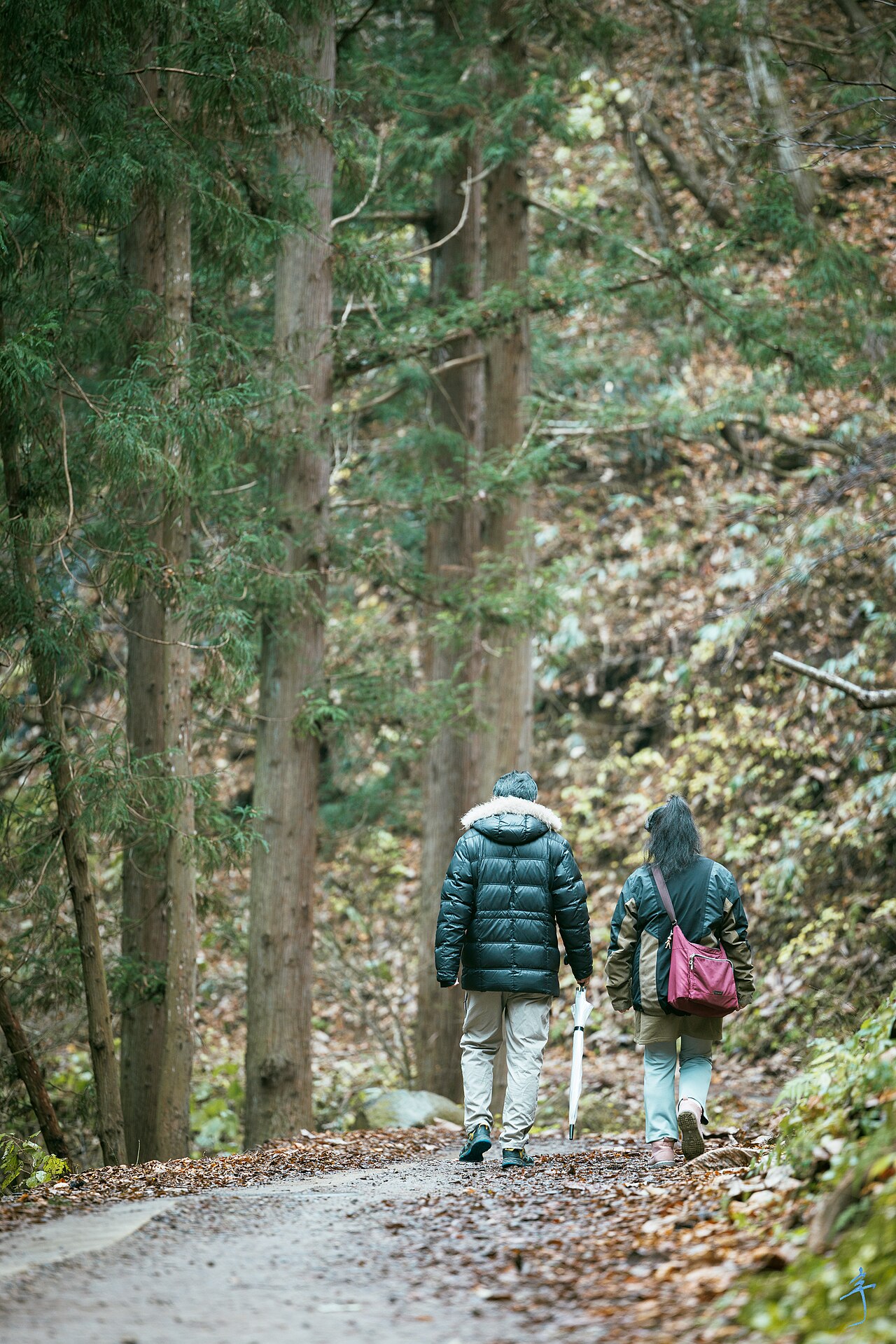 Two walkers follow a gravel path through tall cedar forest toward the monkey park.
