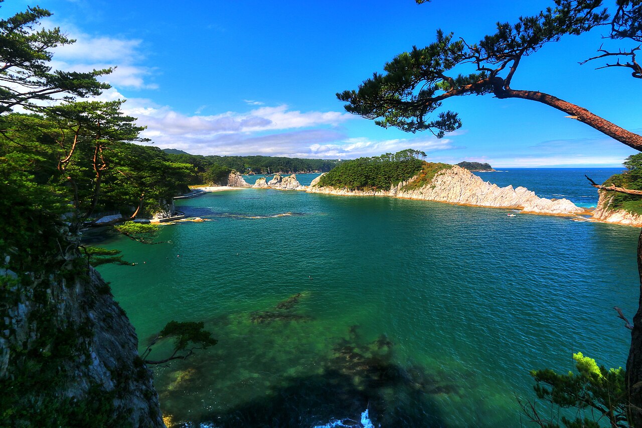 A blue-green cove seen through pine branches, with pale rocks along a wooded headland