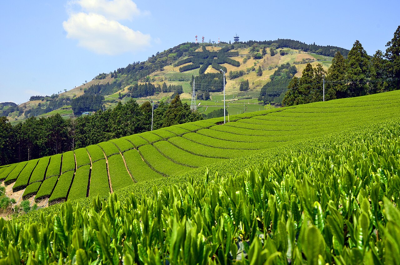 Rows of tea bushes in the foreground and terraced tea fields below Mount Awagatake, where a tea-character pattern marks the slope