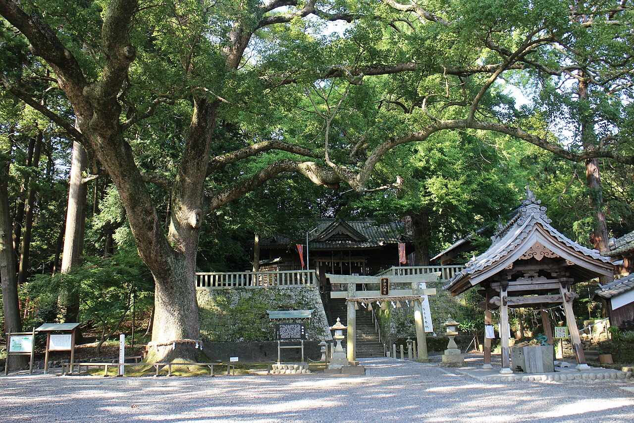 A giant camphor tree, stone steps and the wooden shrine hall of Kotonomama Hachimangu among dense forest