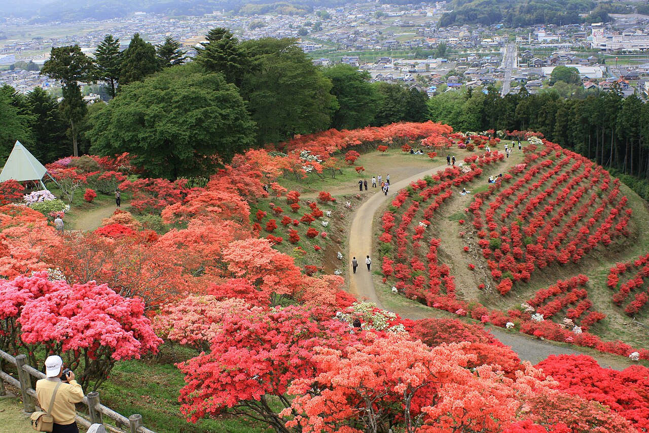 Terraced azalea bushes in full bloom at Kasama Tsutsuji Park, with visitors walking a path through the flowers and the rooftops of Kasama town spread out below.