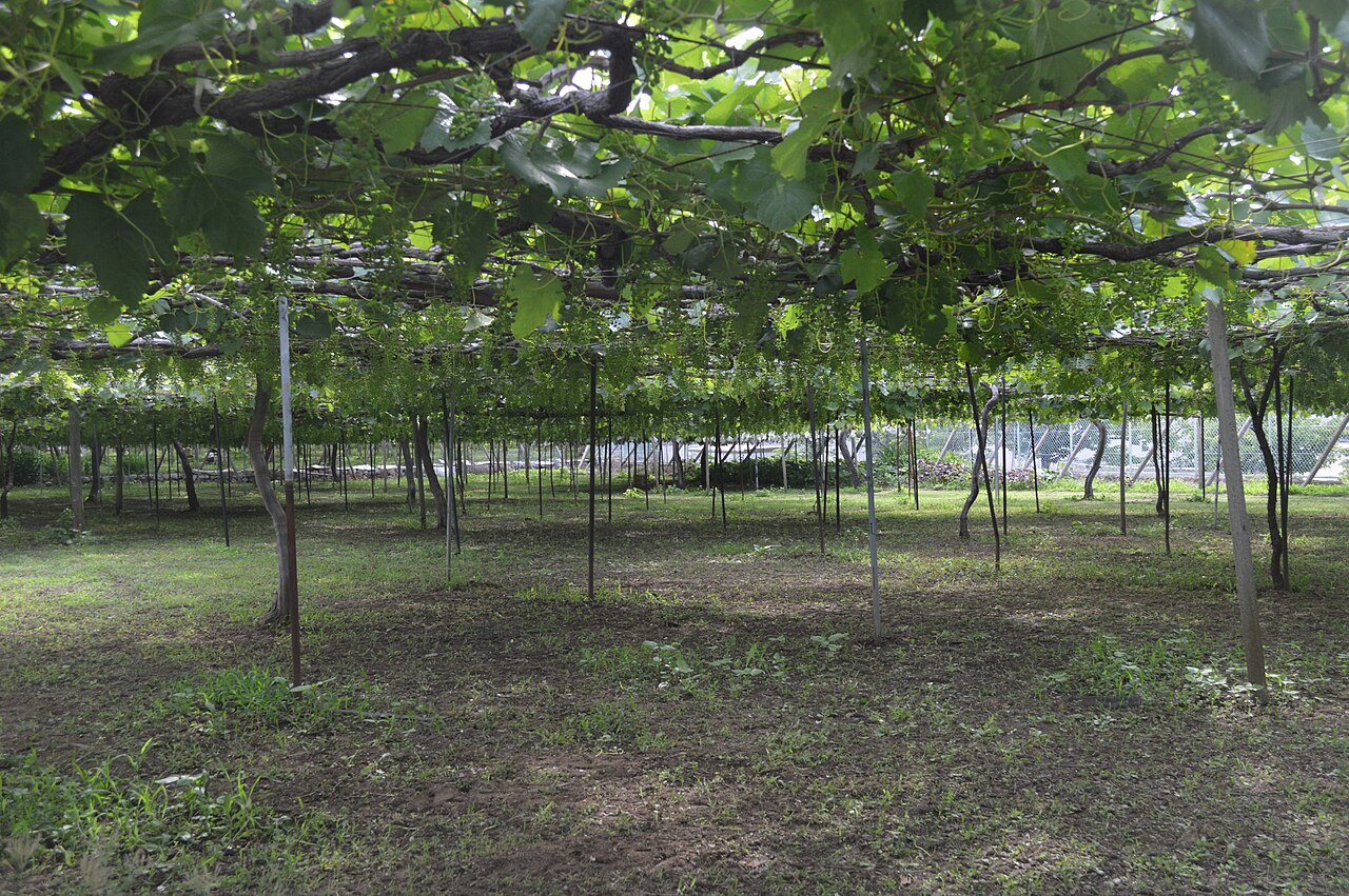 Rows of trellised grapevines forming a green canopy over grassy ground in a Katsunuma vineyard.