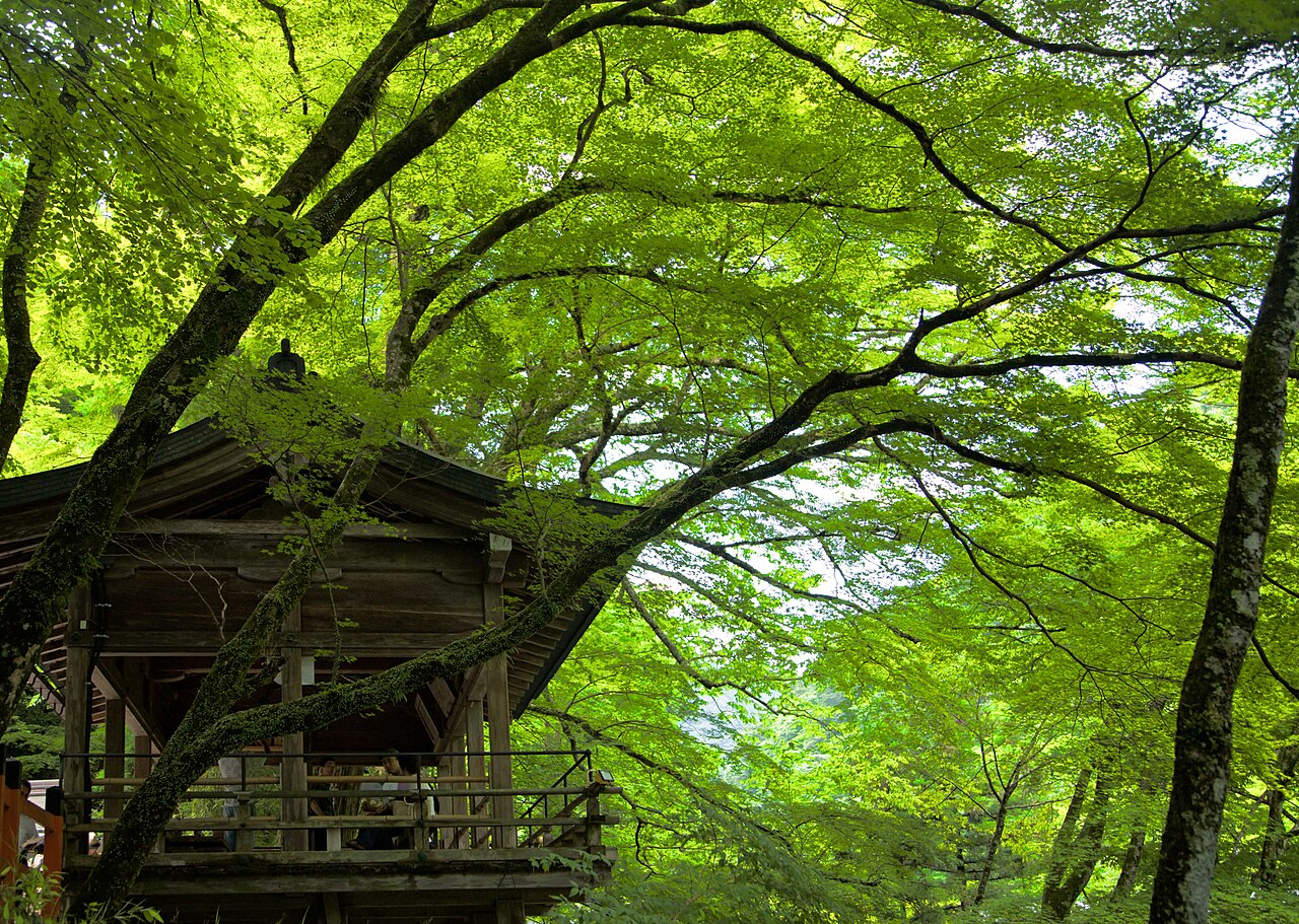 A small wooden hall with a raised veranda sitting under bright green maple branches.