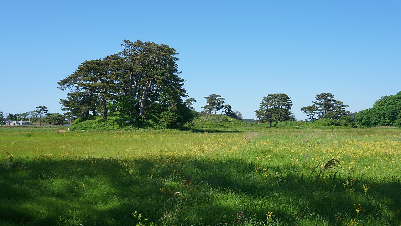 Wind-bent pines crowning grassy mounds in the flat Kisakata plain, with yellow wildflowers in the meadow under a clear blue sky.