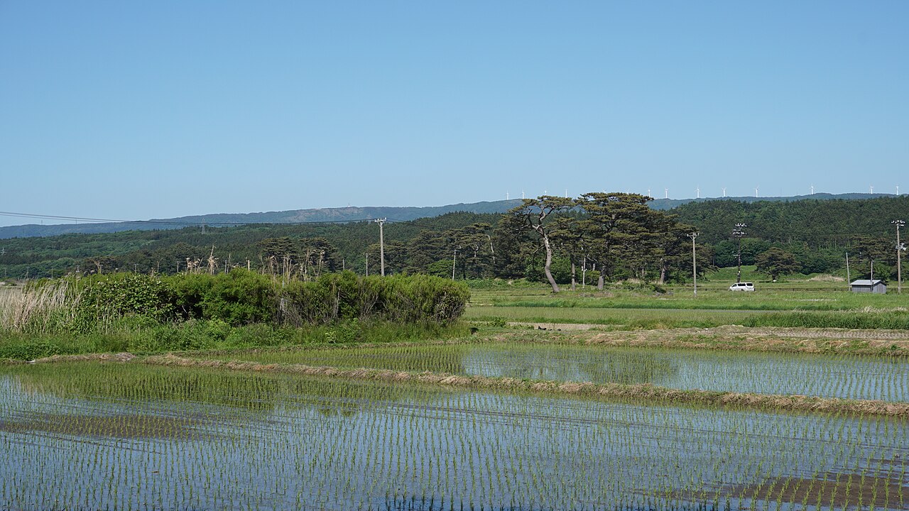 Freshly planted rice seedlings in flooded paddies at Kisakata, with a clump of pines on a low mound and forested hills behind.
