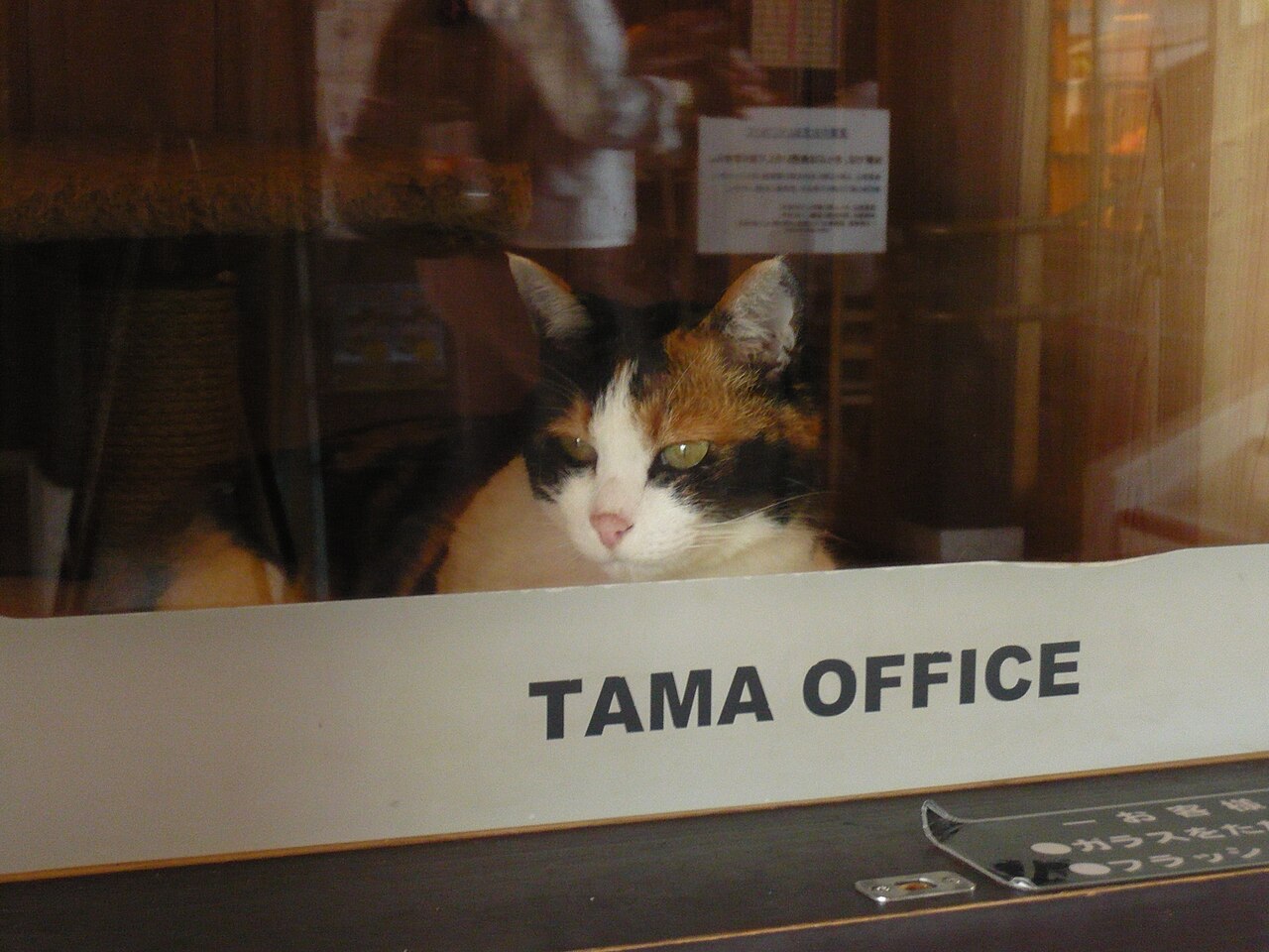 A calico cat resting behind a glass window above a sign reading TAMA OFFICE, the stationmaster cat's room at Kishi Station