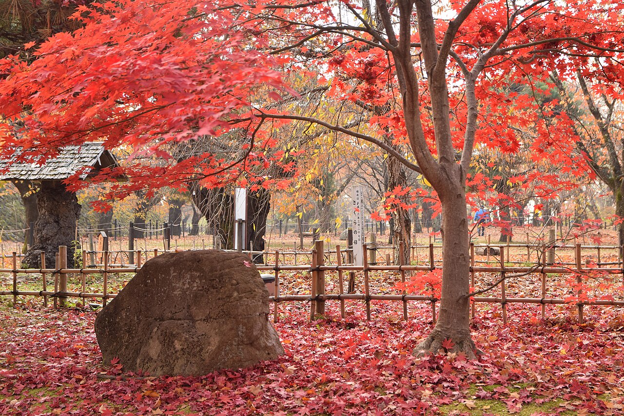 Bright red maple leaves and fallen leaves around a large rock and a bamboo fence in the grounds of Kaikoen, Komoro.