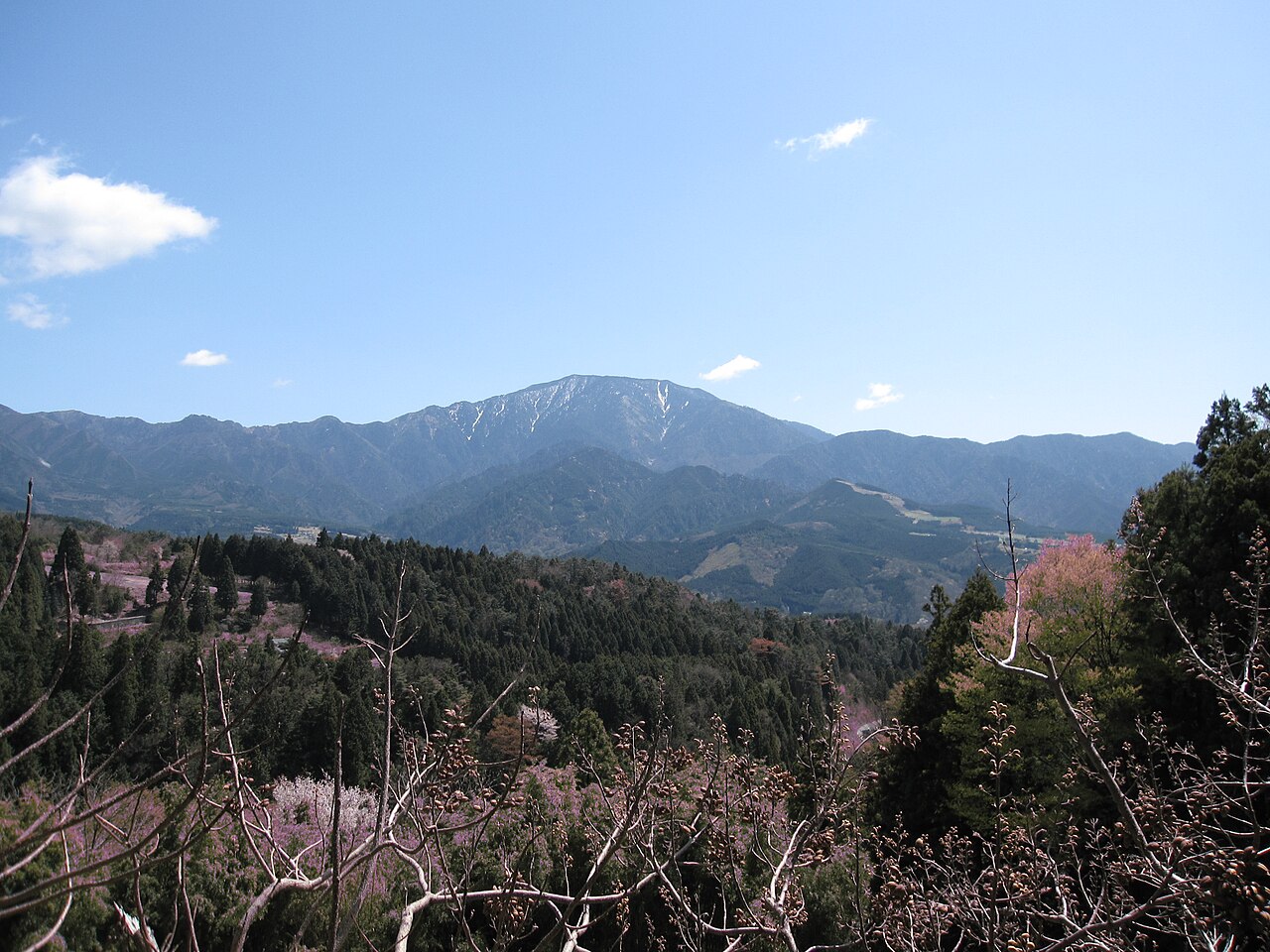A long mountain ridge under a blue sky seen across forested slopes with a few pale blossoms in the foreground