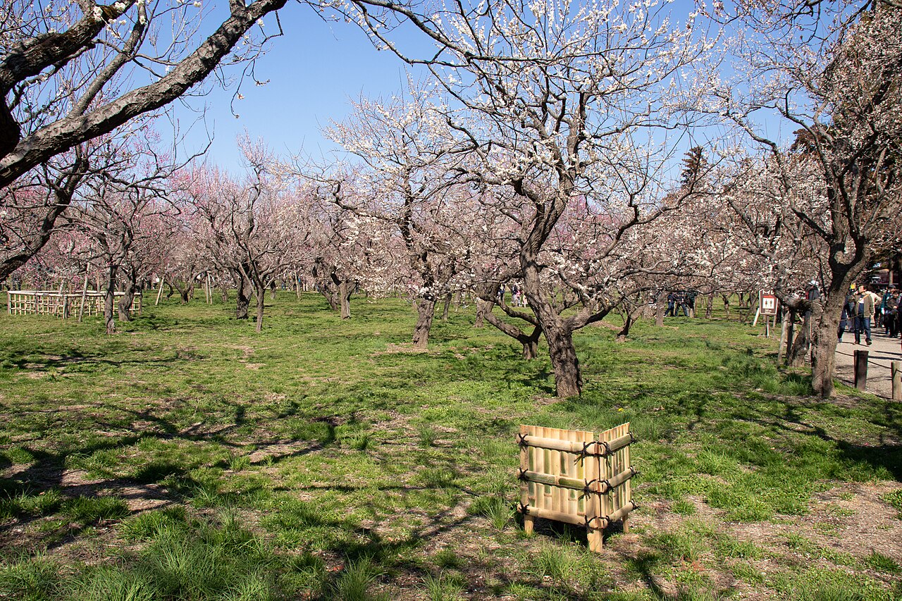Rows of plum trees in blossom over a grassy orchard floor in Kairakuen, Mito, with a small bamboo tree guard in the foreground and a few visitors far along the path.