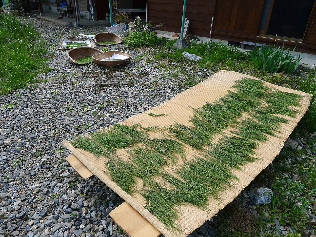 Horsetail stems laid out to dry on a mat in the yard of a house at Miyama Kayabuki no Sato