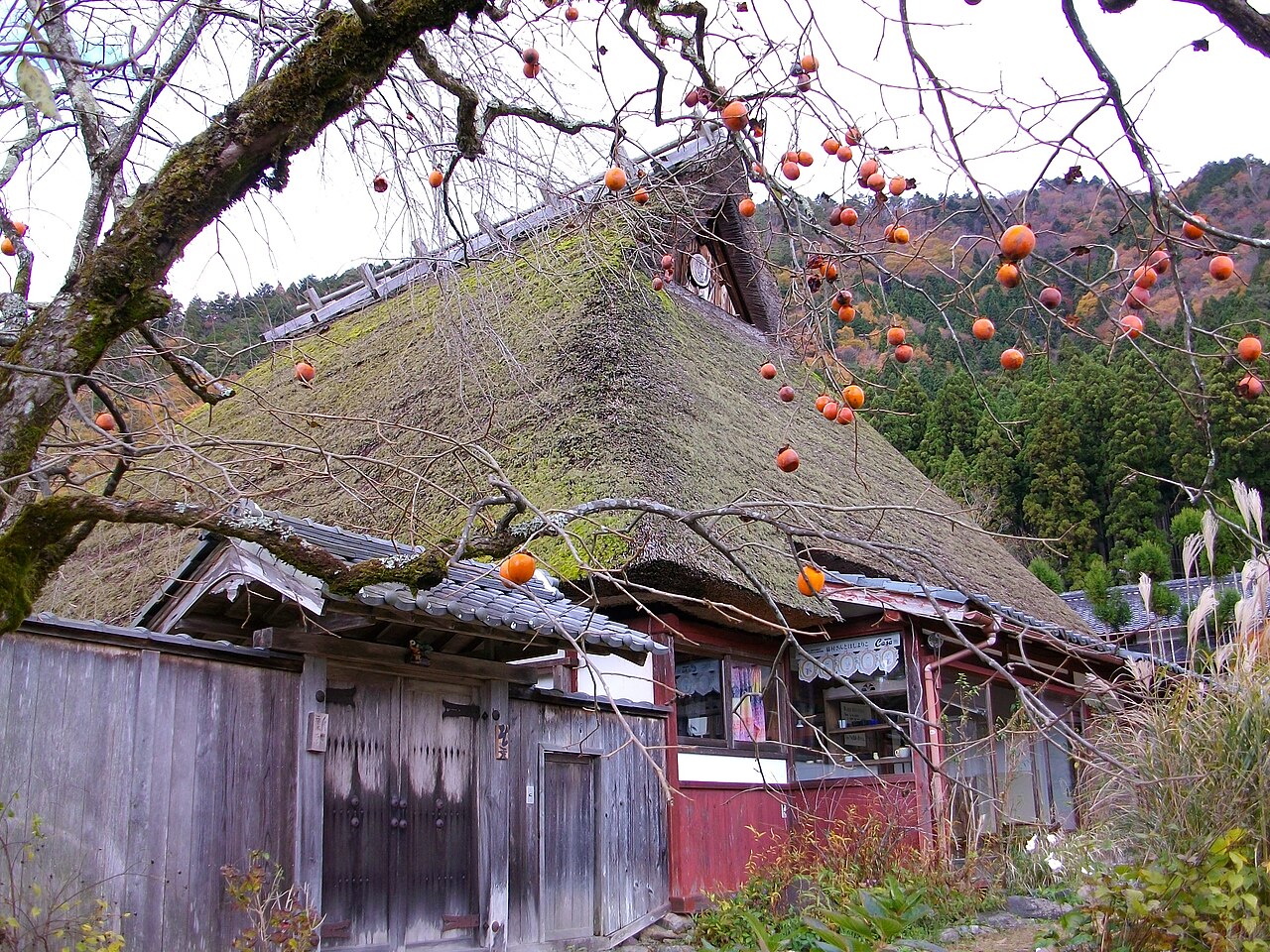 A thatched farmhouse behind a persimmon tree in Miyama Kayabuki no Sato in autumn