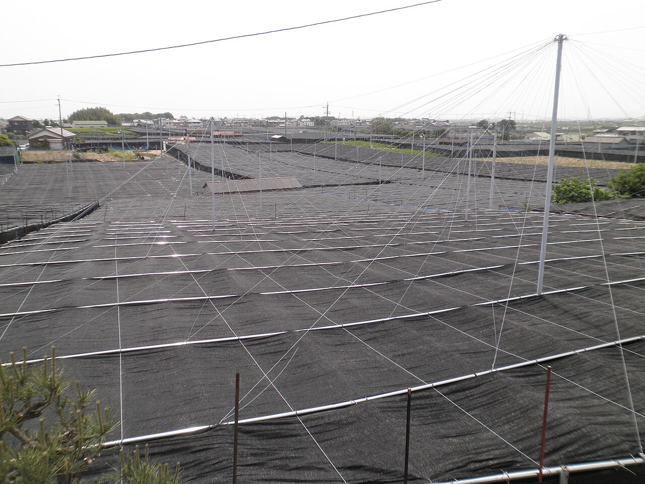 Tea fields in Nishio covered with black shade cloth stretched over wire frames