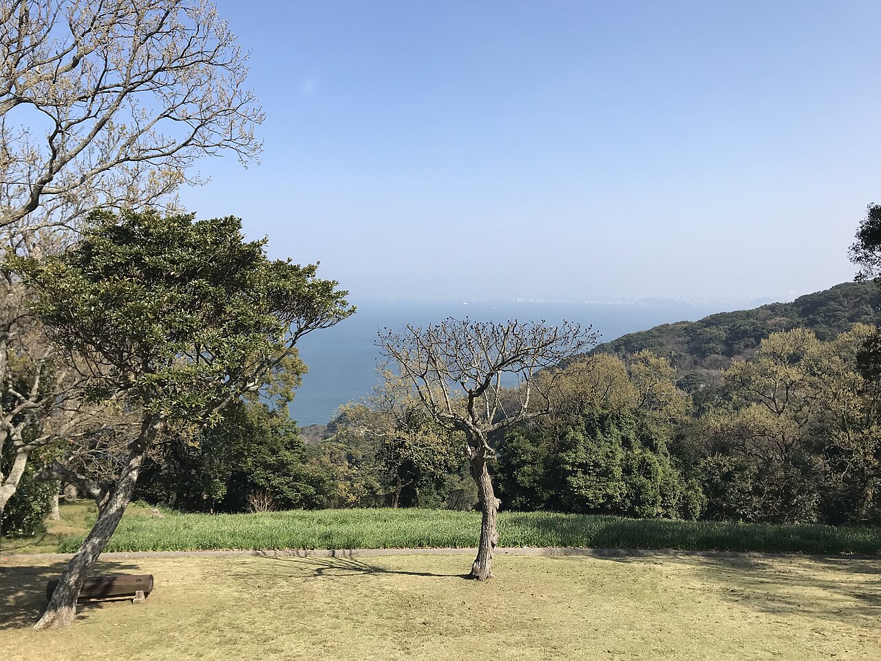 A grassy lawn with a bare tree and leafy trees in the foreground, looking out over hazy blue Hakata Bay from the hillside