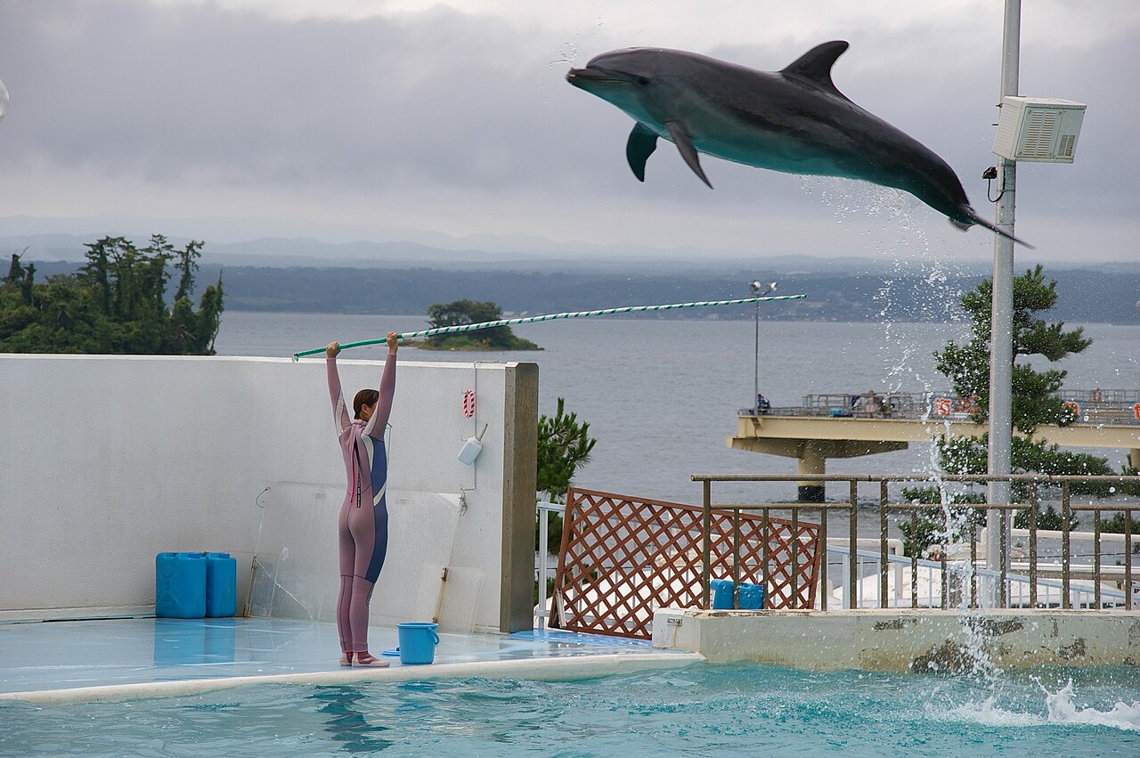 A bottlenose dolphin leaps high as a keeper in a wetsuit holds up a pole, with a gray bay and a small tree-covered island behind