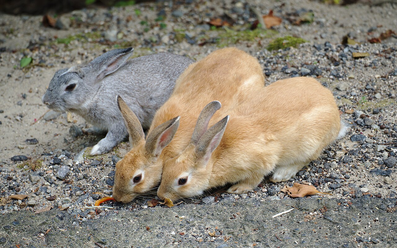 Three rabbits, two orange and one grey, nibble at the gravel ground on Okunoshima Island.