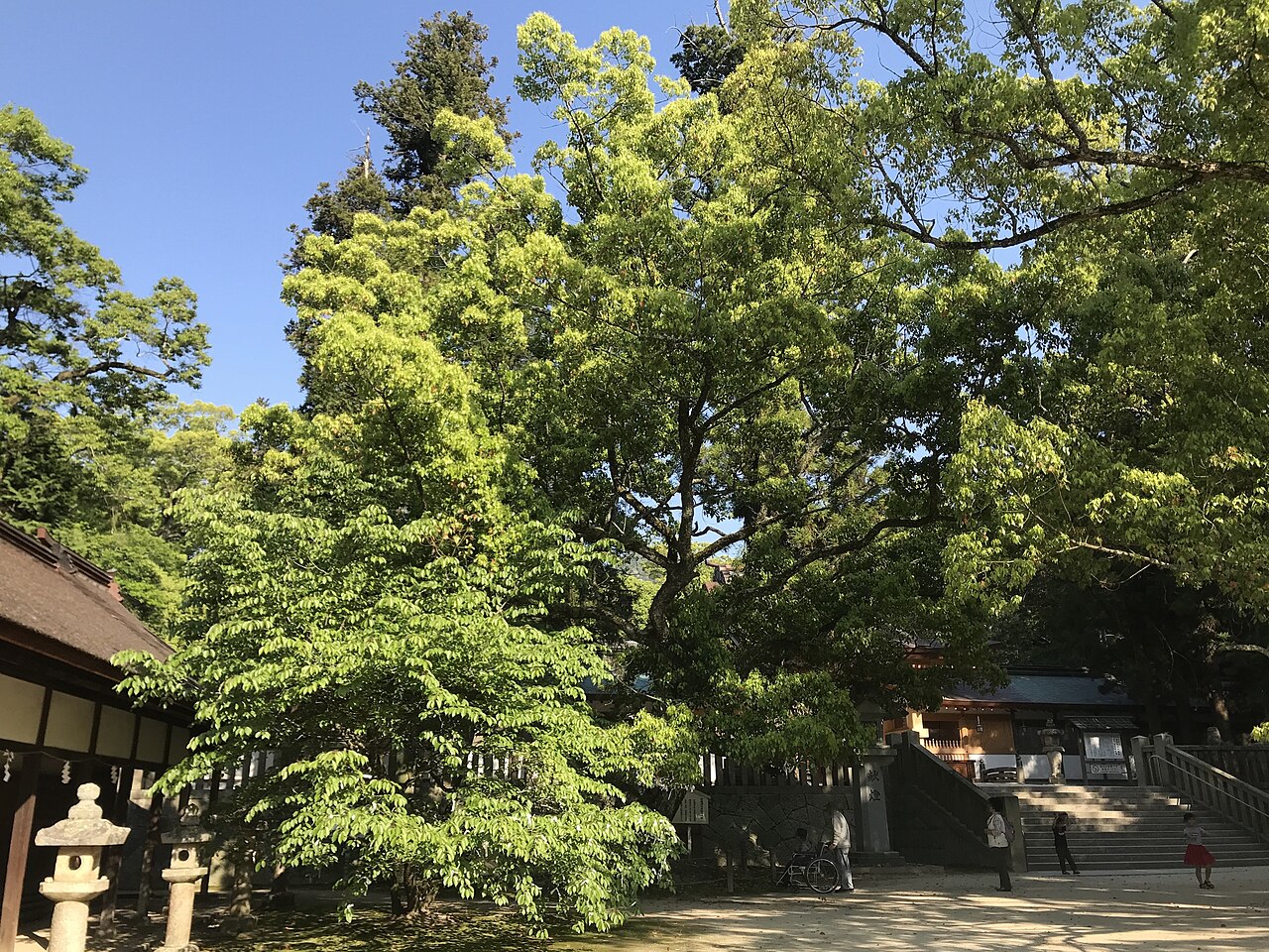 The green crowns of large trees above a stone staircase inside a shrine precinct