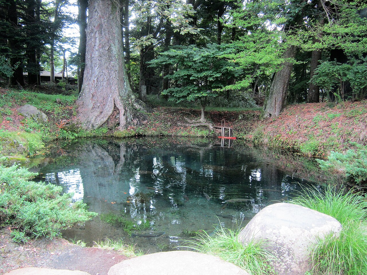 A still, shallow forest pond at Oshino Hakkai with a small vermilion shrine gate among the trees on the far side