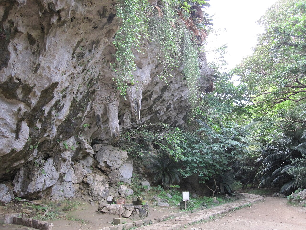 A stone-paved path beneath a limestone rock face hung with vines on the approach to Sefa Utaki.