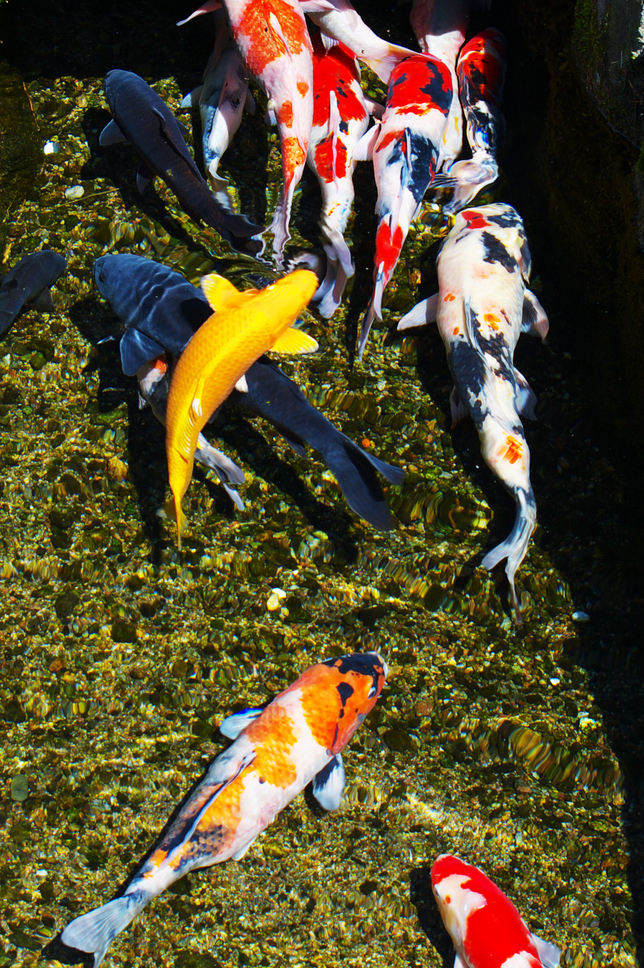 Carp swimming in clear spring water in Shimabara's Koi no Oyogu Machi